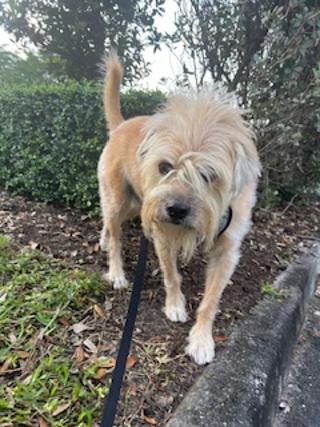 Handsome Charlie Boy