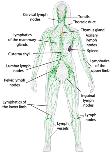 Full body Lymphatic Treatments