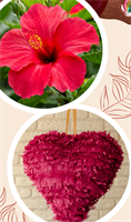 Una Flor, Muchas Orillas | One Flower, Many Shores