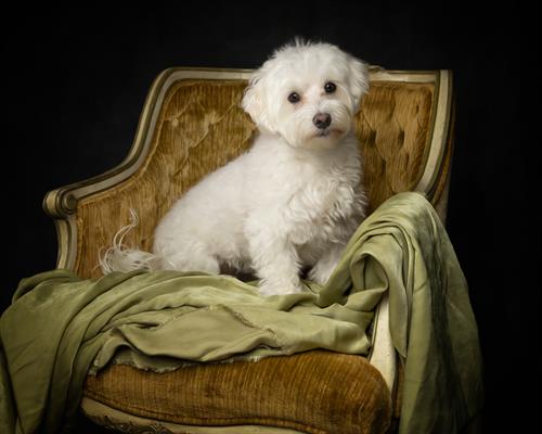 Pet Portrait Pet Portrait