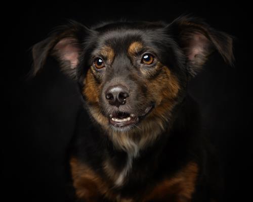 Pet Portrait Pet Portrait