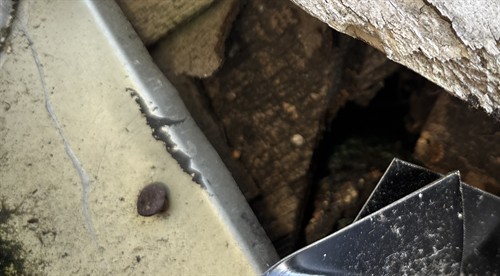 Attic Rodent Control