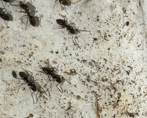 Little black ants exterminators