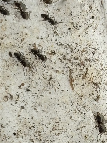 Seattle ants control service