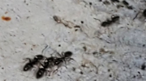 Sugar ants extermination