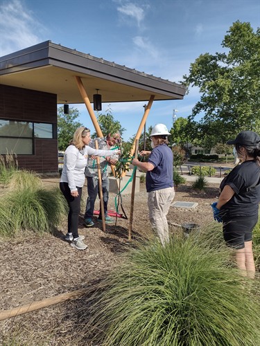 Gallery Image tree_planting_Davis.jpg