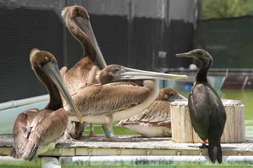Pelicans and cormorant in care