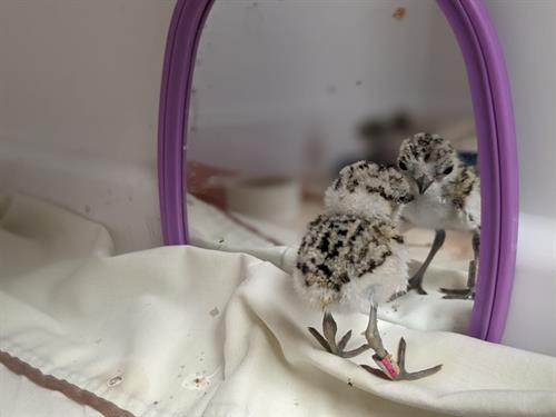 Snowy Plover chick in care