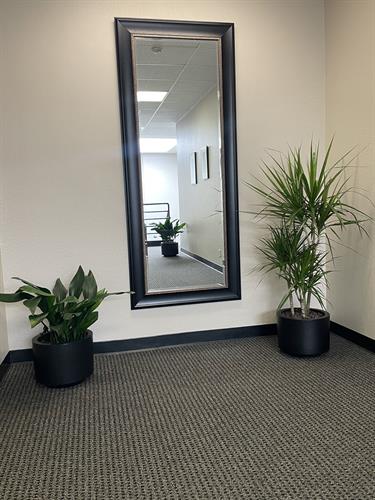 Cast Iron Plant and Dracaena Marginata Cast Iron Plant and Dracaena Marginata