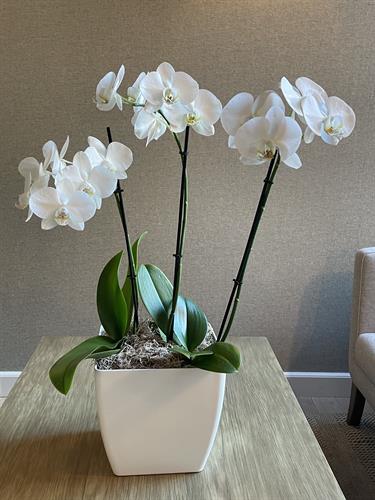 Gallery Image Kerr_Cellars_Orchid_2.jpg Gallery Image Kerr_Cellars_Orchid_2.jpg