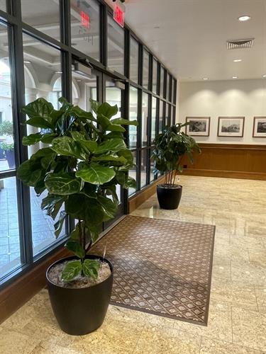 Ficus Lyrata Ficus Lyrata