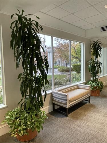 Dracaena Lisa and Pothos Dracaena Lisa and Pothos
