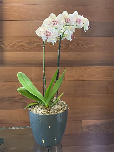 Gallery Image Sotheby's_Trancas_Orchid.jpg Gallery Image Sotheby's_Trancas_Orchid.jpg
