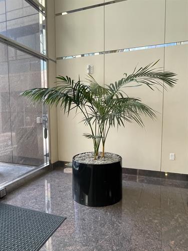 Areca Palm Areca Palm