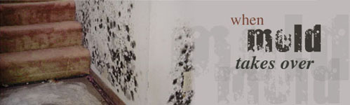 Gallery Image mold-removal-mo.jpg