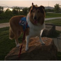 Community Invited to Support “Collie: Road to Recovery” Fundraiser