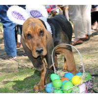Doggie Easter Bone Hunt @ Central Park