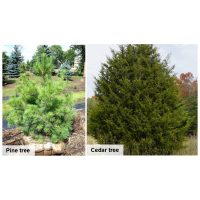 Land Between the Lakes Offers Free Cedar Christmas Trees
