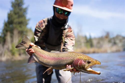Little Truckee Rainbow Trout