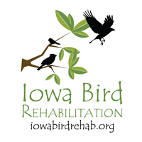 Iowa Bird Rehabilitation