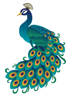 The Boho Peacock