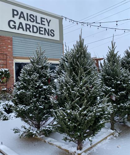Gallery Image ChristmasTrees2022.JPG
