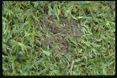 Fire ant mounds can be hard to see and are extremely dangerous