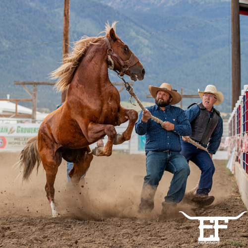 World-class rodeo action—FREE for everyone.