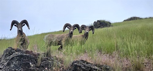 Gallery Image 20240614_170225.jpeg