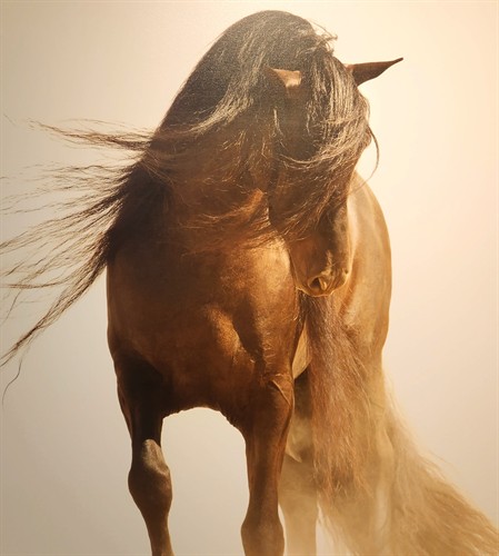 The Andalusian, Robert Dawson photography