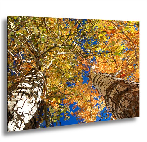 Fall Bank of Trees Wallowa Lake Oregon