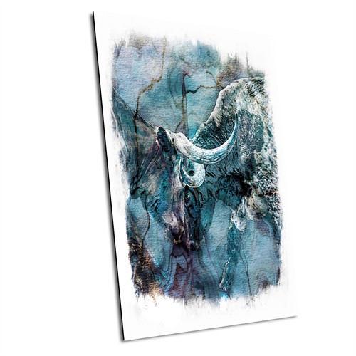 Blue Fire, Longhorns Wallowa County Oregon