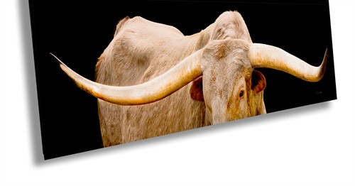 Longhorn, Wallowa County "Duane"