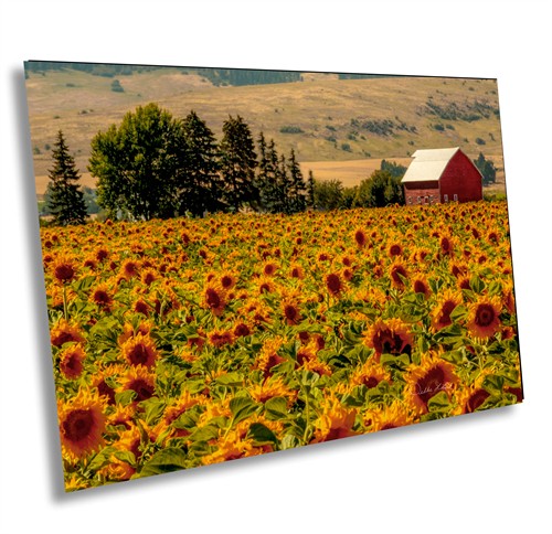 Field of Sunflowers, LaGrande Oregon
