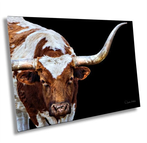 Longhorn Wallowa County Oregon "Gypsy"