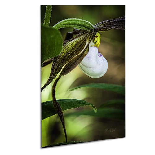 Wildflower Lady Slipper GROWISER Institute 