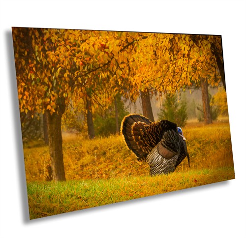 Mr. T Wild Turkey, Wallowa County Oregon