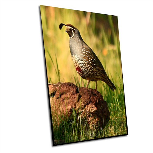 Quail, Wallowa County Oregon