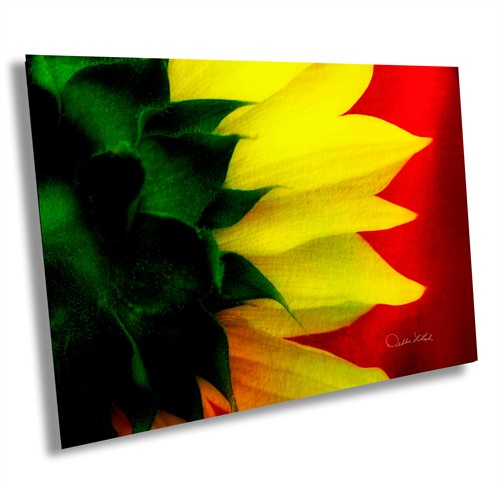 Red is My Color Sunflower, Wallowa County Oregon