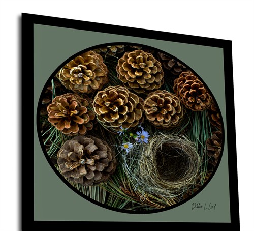 Pine Cones Nest Still Life