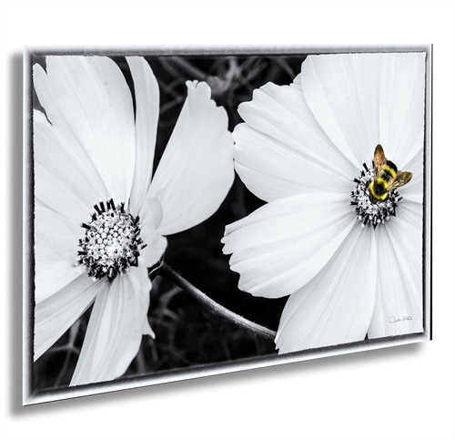 Cosmo Bee Wallowa Oregon