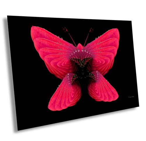 Butterfly Bloom, Fractal Photography Photo of a red tulip repeated shape designed butterfly