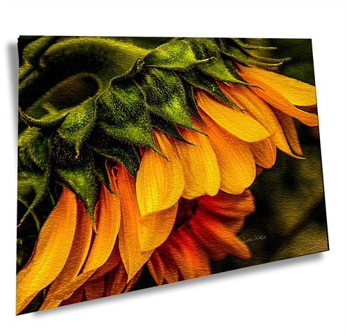 Sun Flowers Smiles Wallowa County Oregon