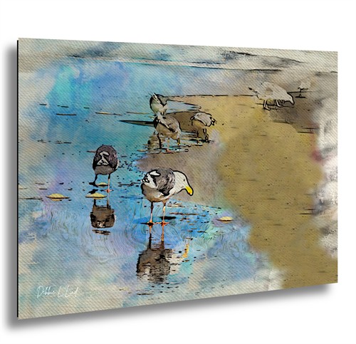 Sea Shore Birds, Seaside Oregon