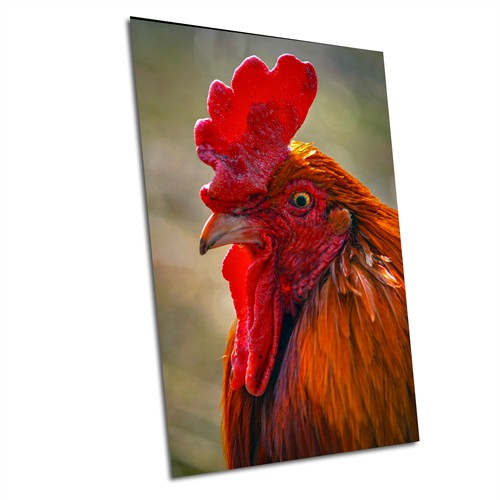 Big Red Rooster Wallowa County Country Animals