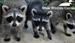 Wild Care Summer Day Camp (ages 7-12)