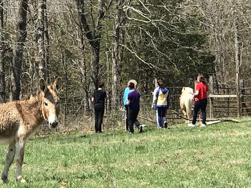 Equine assisted learning with group