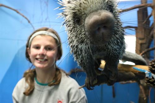 Animal Encounters - Porcupine