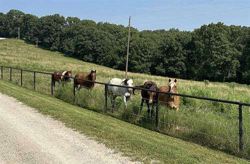 Healing, learning, and growing — thanks to our incredible herd.