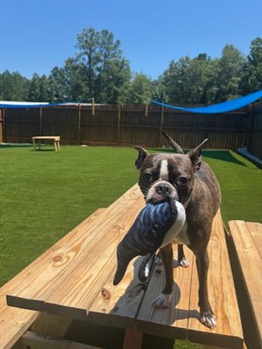 Gallery Image Dog_with_fish.jpg